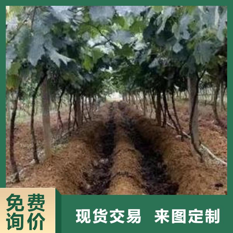 【香满路】潍坊寿光青州鸡粪改良土壤