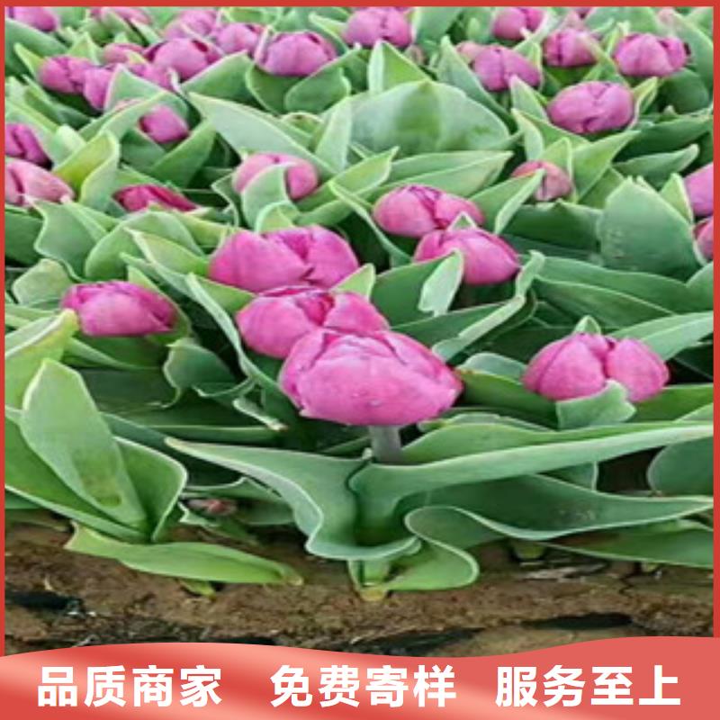 时令草花【水生植物/荷花睡莲】经销商