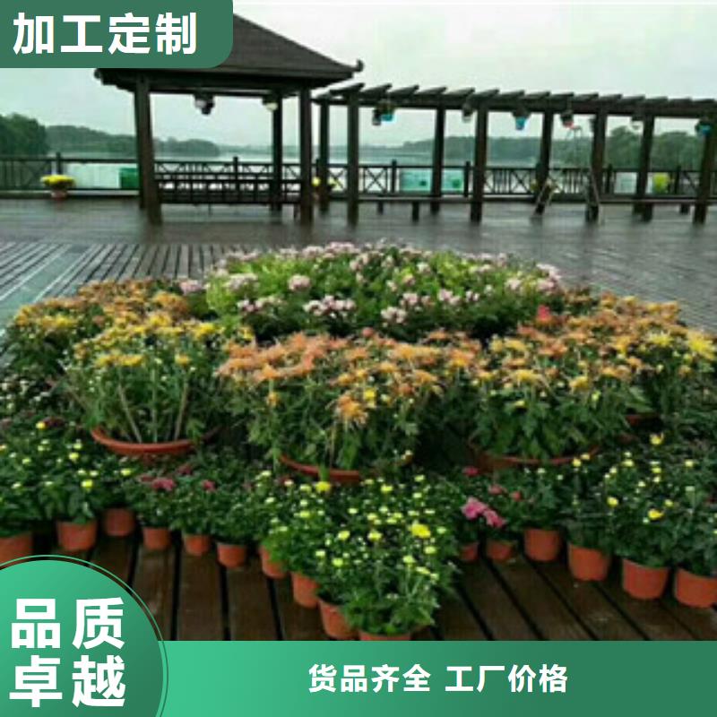 时令草花五一国庆草花批发当地货源