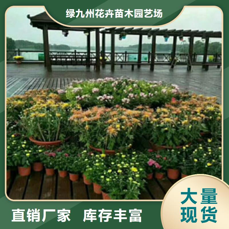 时令草花【鲁冰花/粉黛乱子草】专业的生产厂家