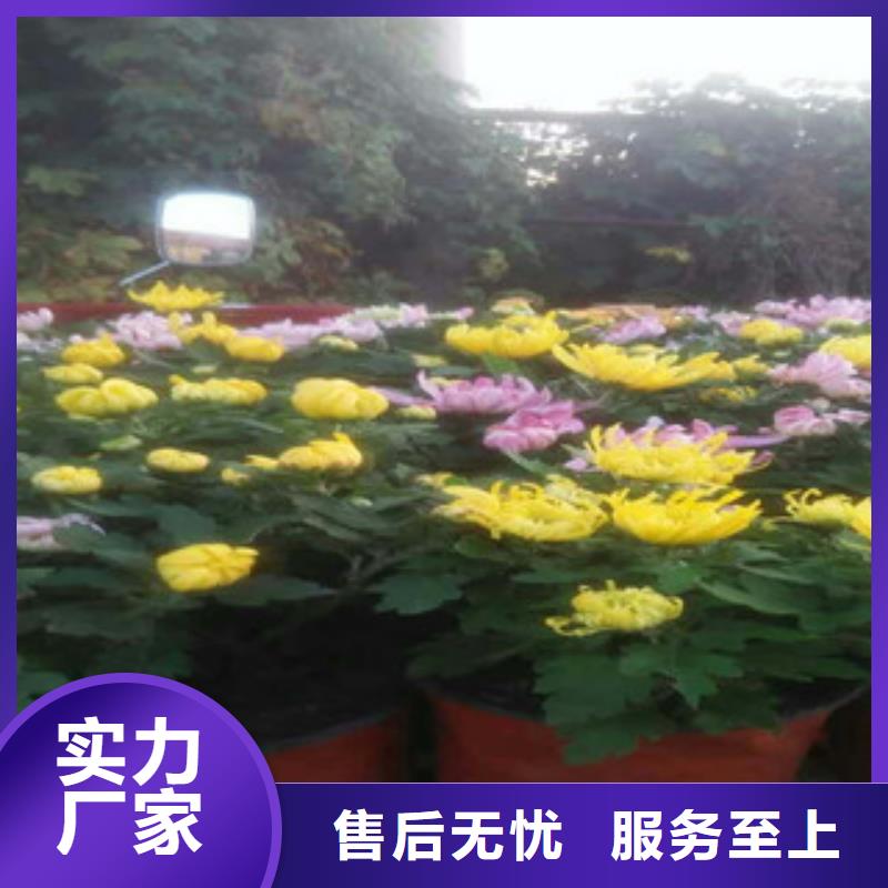 时令草花柳叶马鞭草/薰衣草敢与同行比服务