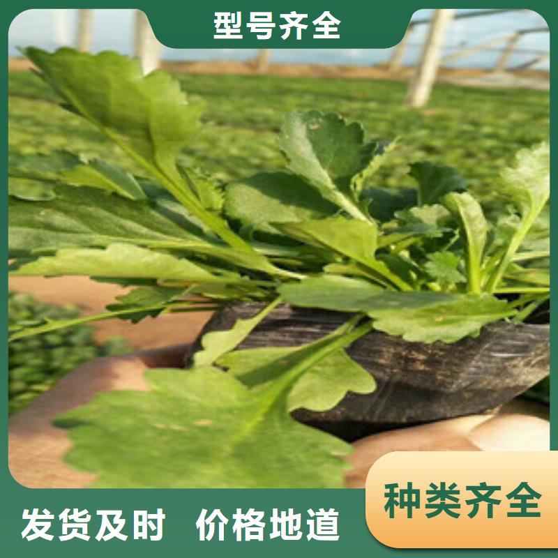 时令草花【水生植物/荷花睡莲】经销商