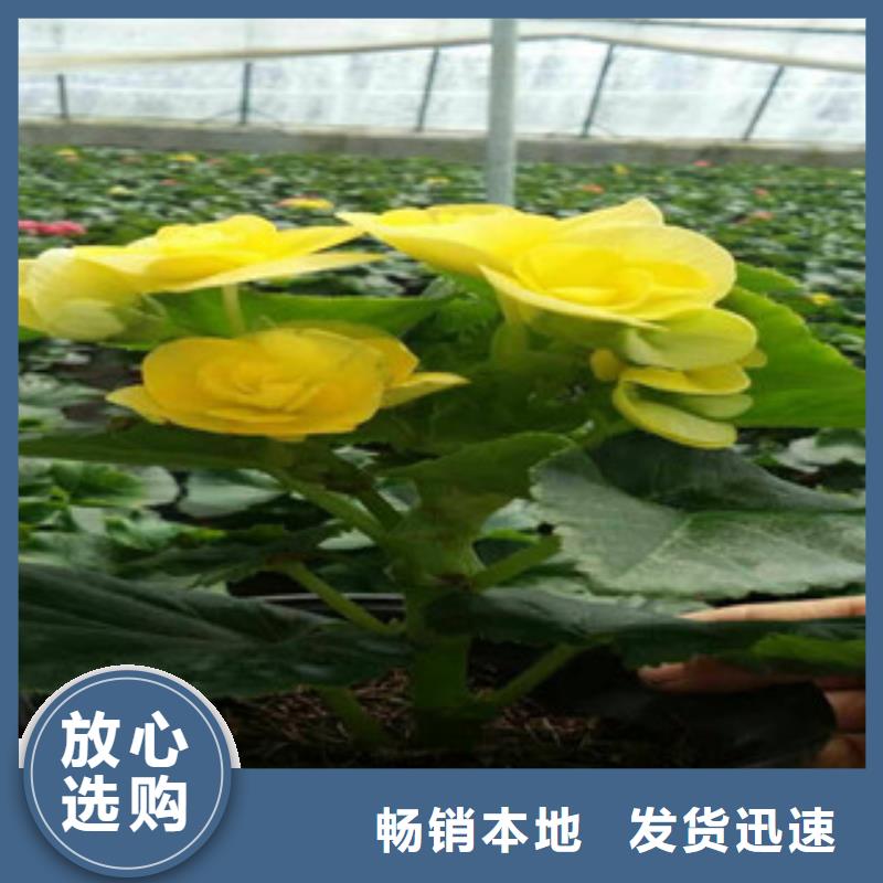 时令草花【鲁冰花/粉黛乱子草】专业的生产厂家