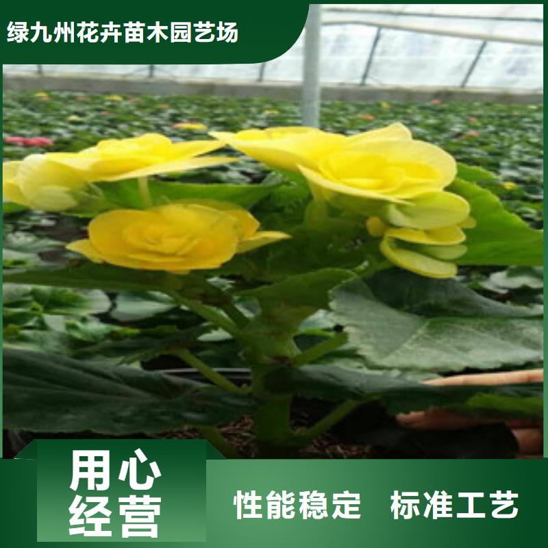 时令草花【水生植物/荷花睡莲】经销商