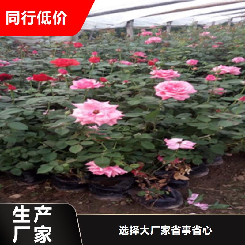 时令草花时令花卉/绿化草花价格产品细节