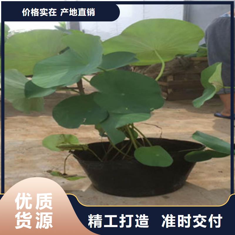 时令草花【鲁冰花/粉黛乱子草】专业的生产厂家