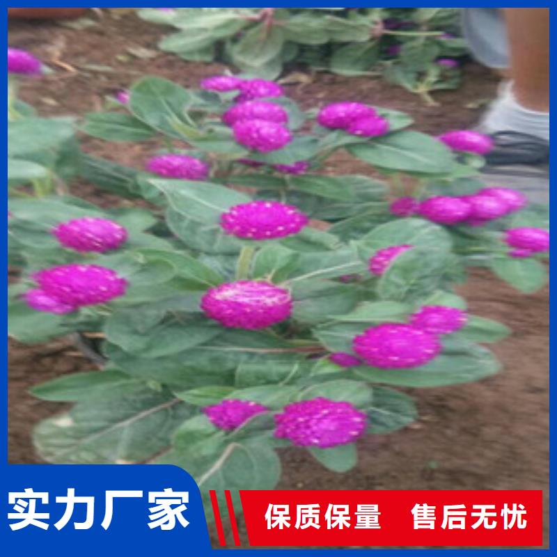 时令草花鲁冰花/粉黛乱子草今年新款