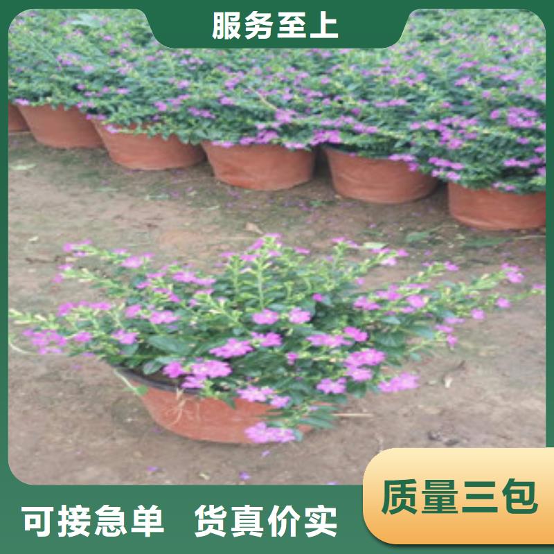 时令草花耐寒耐旱草花基地欢迎来电咨询