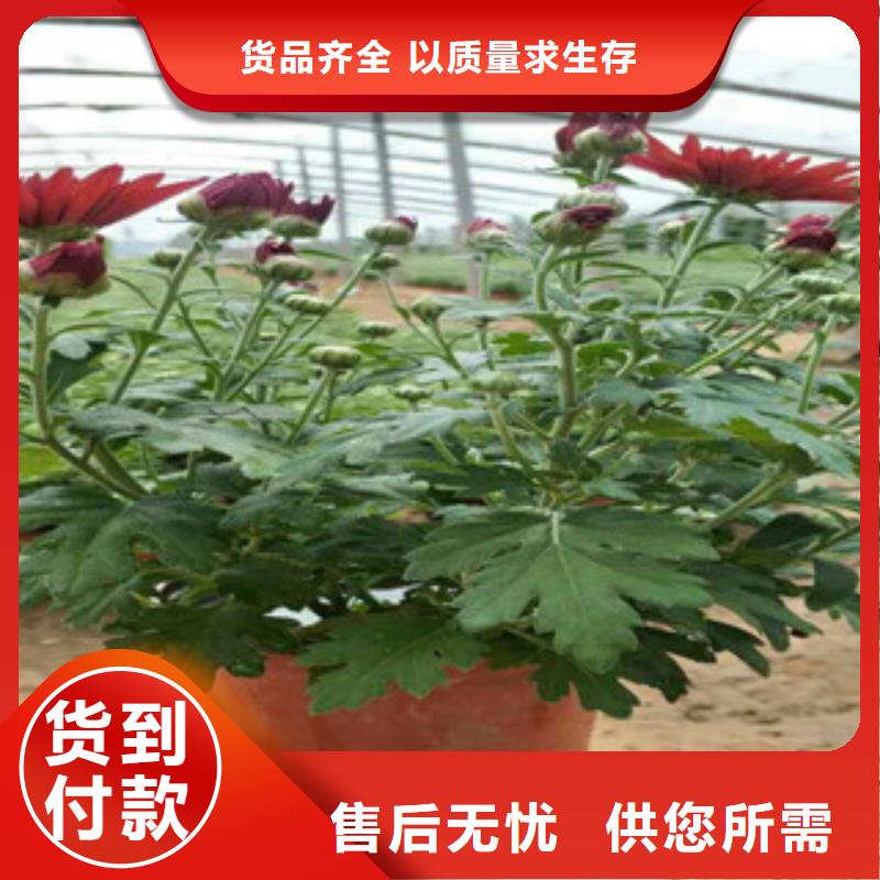 【时令草花,时令花卉/绿化草花价格专业生产品质保证】