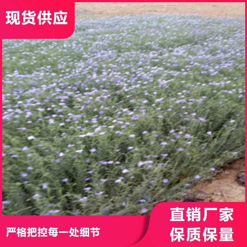 【宿根花卉观赏草/蒲苇狼尾草厂家销售】