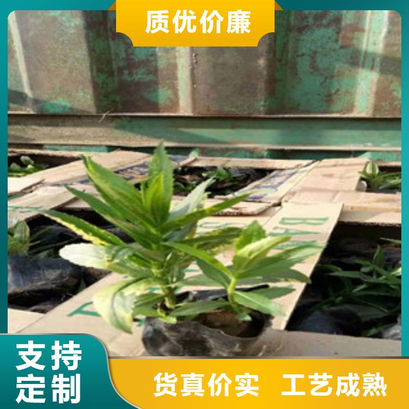 宿根花卉观赏草/蒲苇狼尾草细节之处更加用心