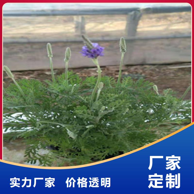 宿根花卉,耐寒耐旱草花基地长期供应