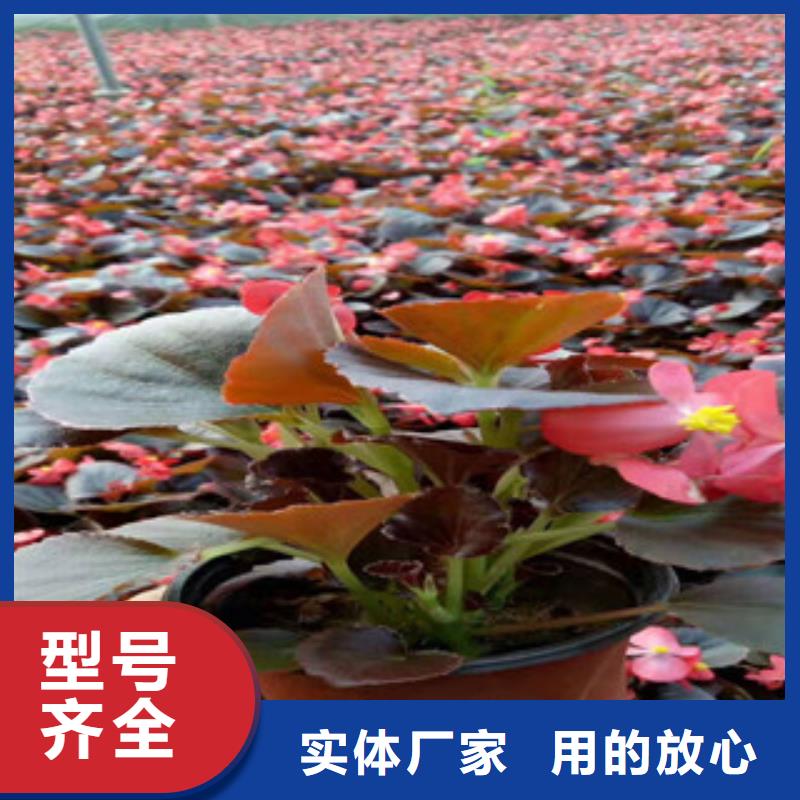 【宿根花卉观赏草/蒲苇狼尾草厂家销售】