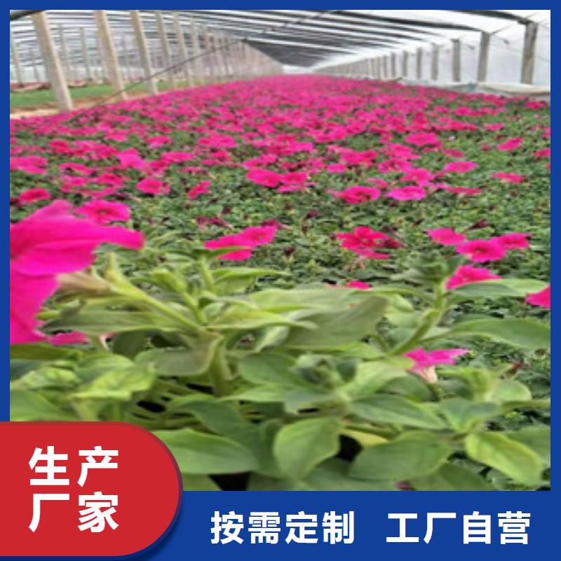 宿根花卉,耐寒耐旱草花基地长期供应