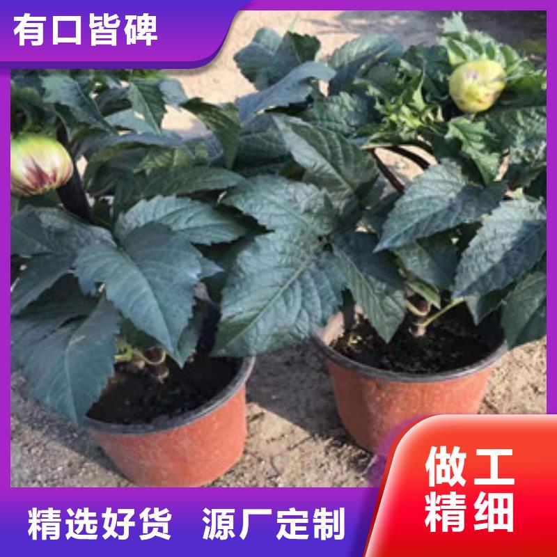 多行业适用[绿九州]宿根花卉 耐寒耐旱草花基地用品质赢得客户信赖