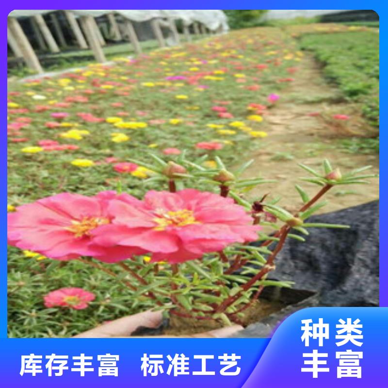 花海景观柳叶马鞭草/薰衣草批发价格