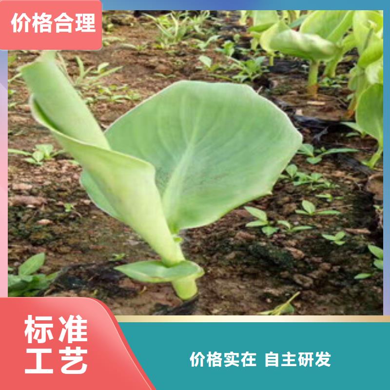 花海景观观赏草/蒲苇狼尾草大量现货供应