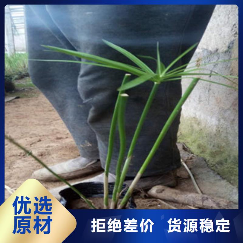 【花海景观】水生植物/荷花睡莲用心经营