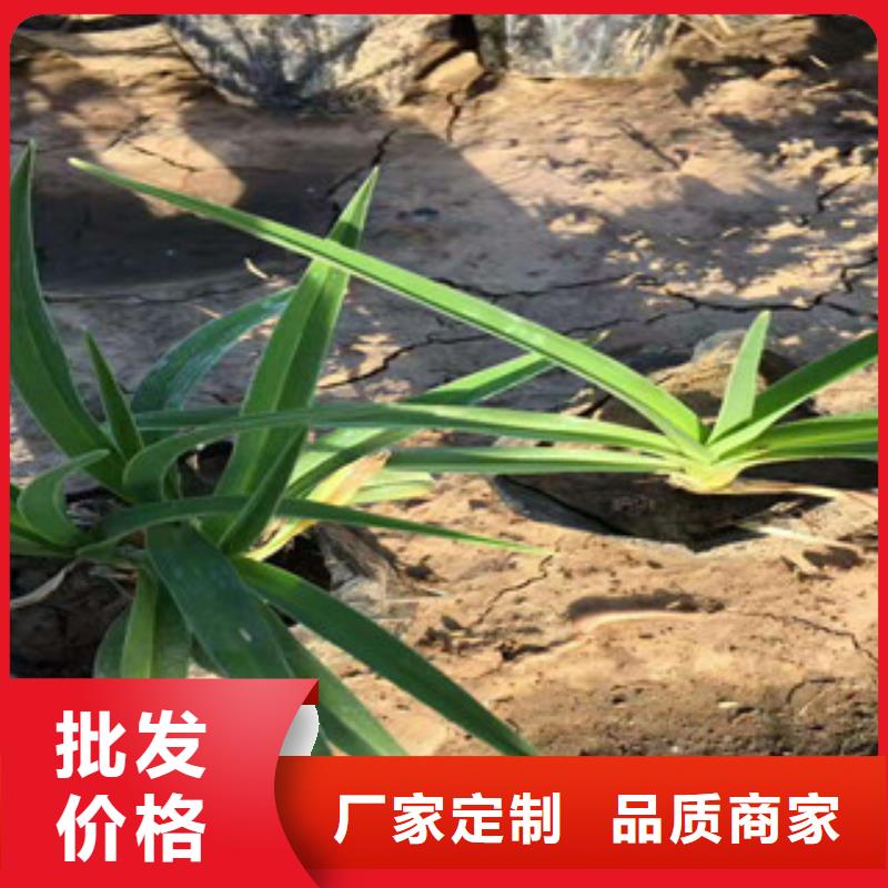 花海景观水生植物/荷花睡莲用途广泛