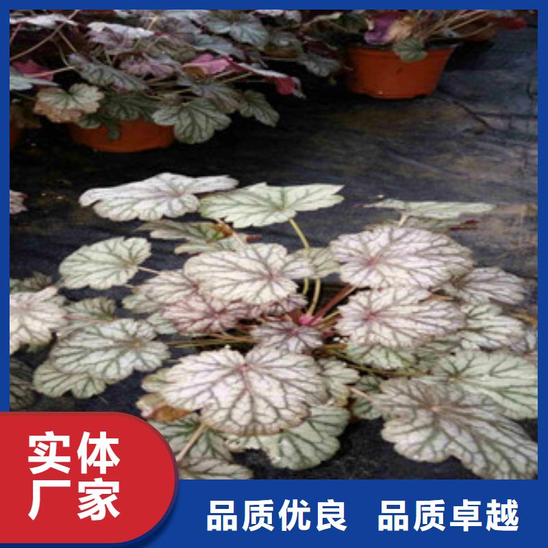 【花海景观】水生植物/荷花睡莲用心经营