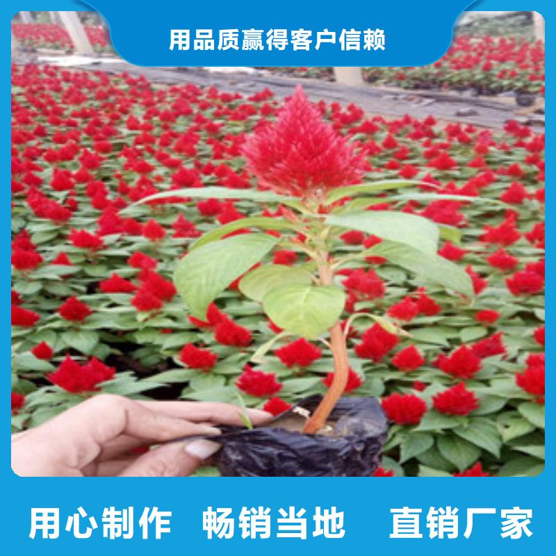 花海景观-花海景观工程诚信经营现货现发