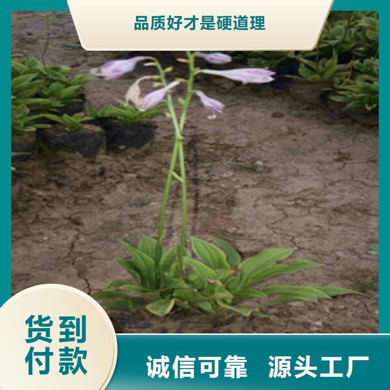 花海景观-水生植物/荷花睡莲真材实料诚信经营