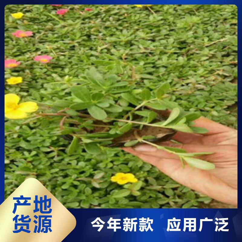 花海景观水生植物/荷花睡莲用途广泛