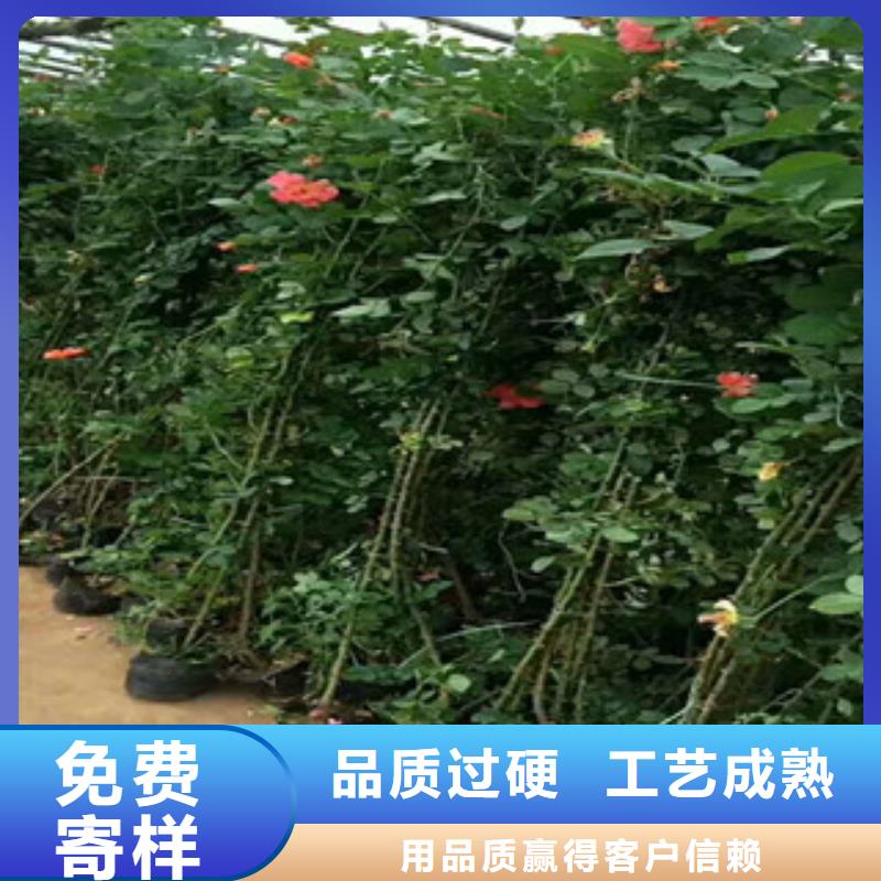 花海景观观赏草/蒲苇狼尾草大量现货供应