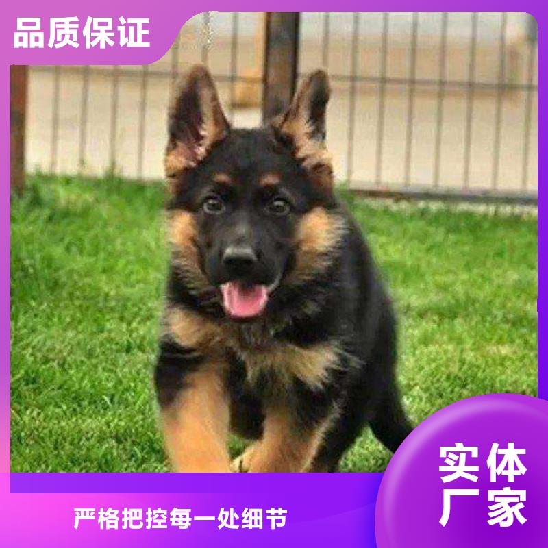 德国牧羊犬罗威纳犬匠心品质