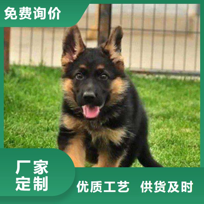 德国牧羊犬【杜高犬】源头厂家直销