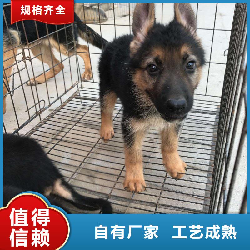 德国牧羊犬罗威纳犬匠心品质