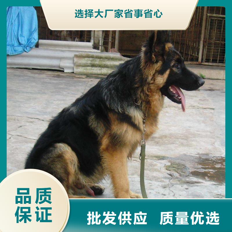 德国牧羊犬高加索犬实力厂家