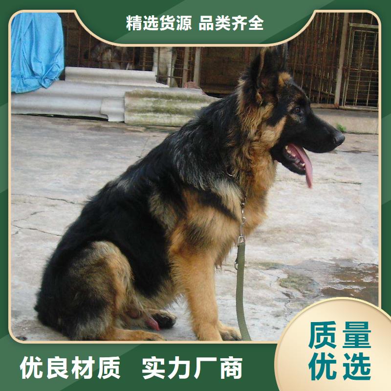 德国牧羊犬_杜宾犬现货交易