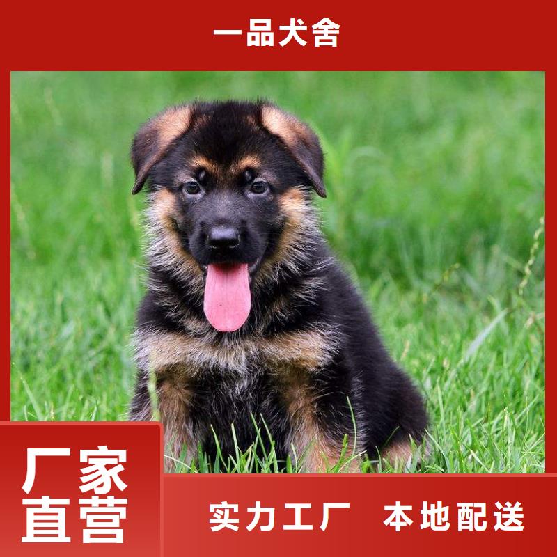 德国牧羊犬卡斯罗犬生产安装