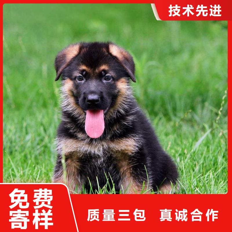 德国牧羊犬比特犬敢与同行比服务