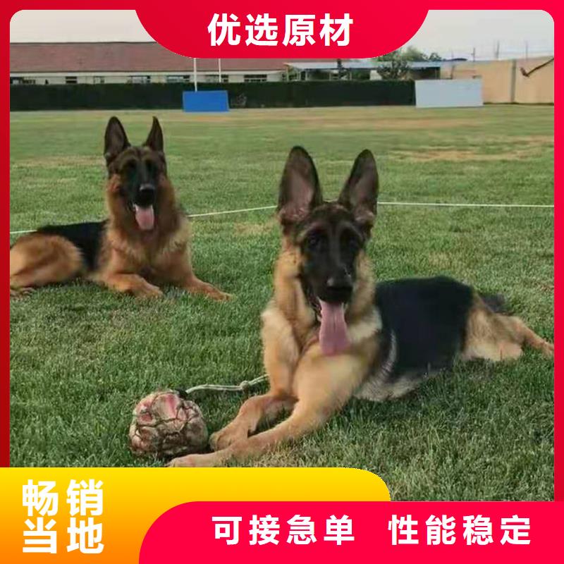 德国牧羊犬_杜宾犬现货交易