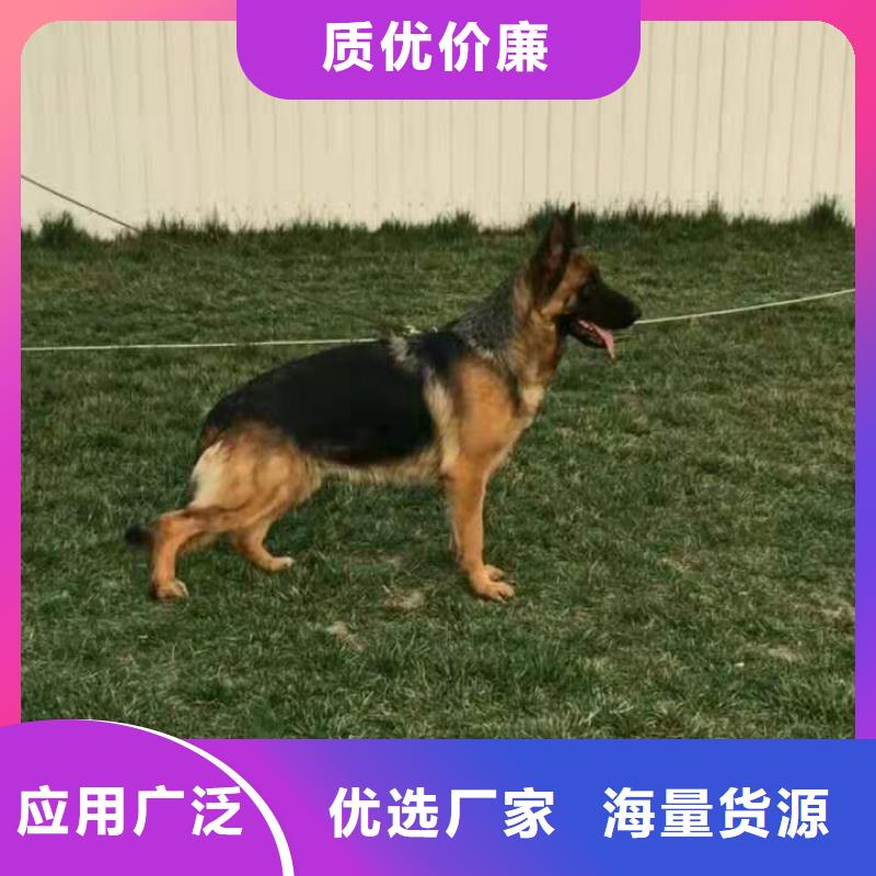 【德国牧羊犬】杜高犬厂家定制