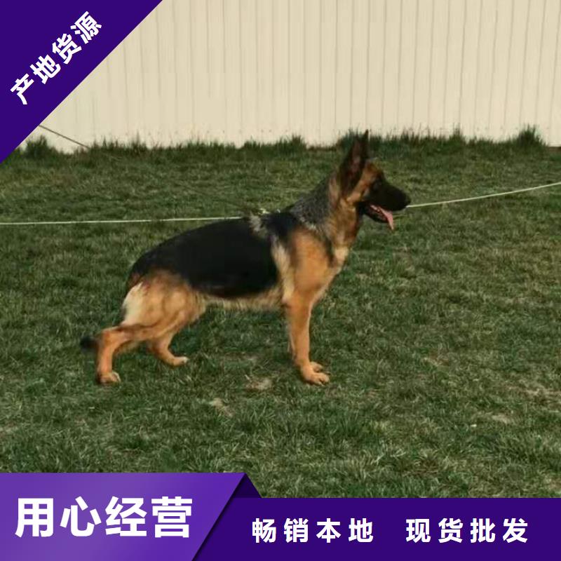 德国牧羊犬马犬0中间商差价