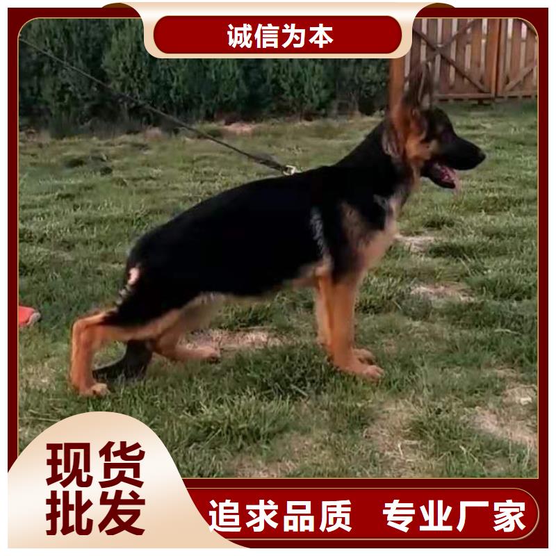 德国牧羊犬-杜高犬大量现货