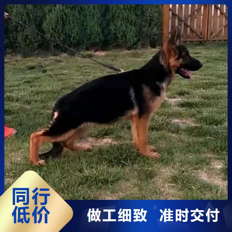 【德国牧羊犬】杜高犬厂家定制