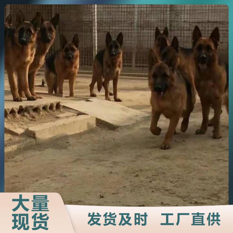 德国牧羊犬-【比特犬】现货供应