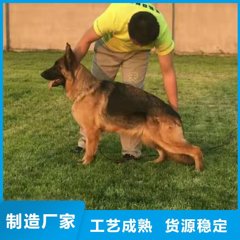 德国牧羊犬【杜高犬】源头厂家直销