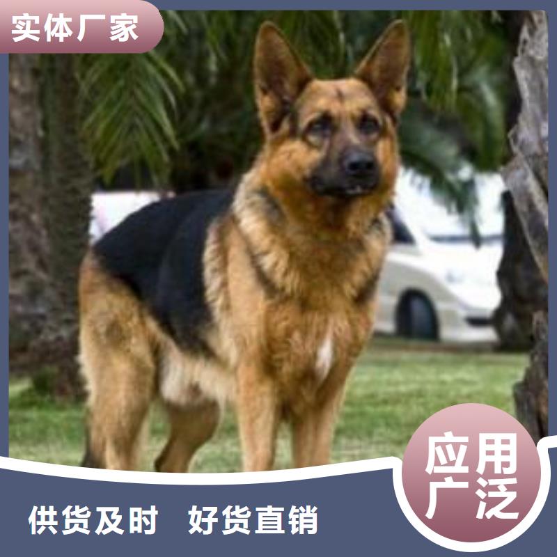 德国牧羊犬德牧犬现货充足