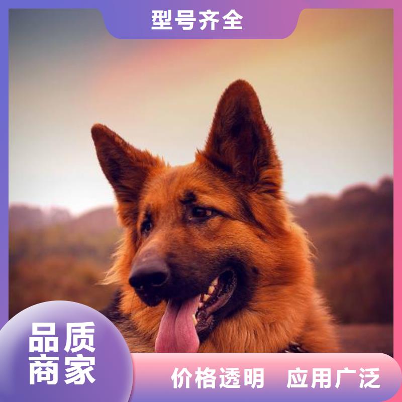 德国牧羊犬德牧犬现货充足