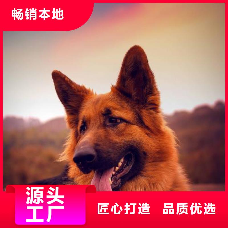 德国牧羊犬_马犬我们更专业