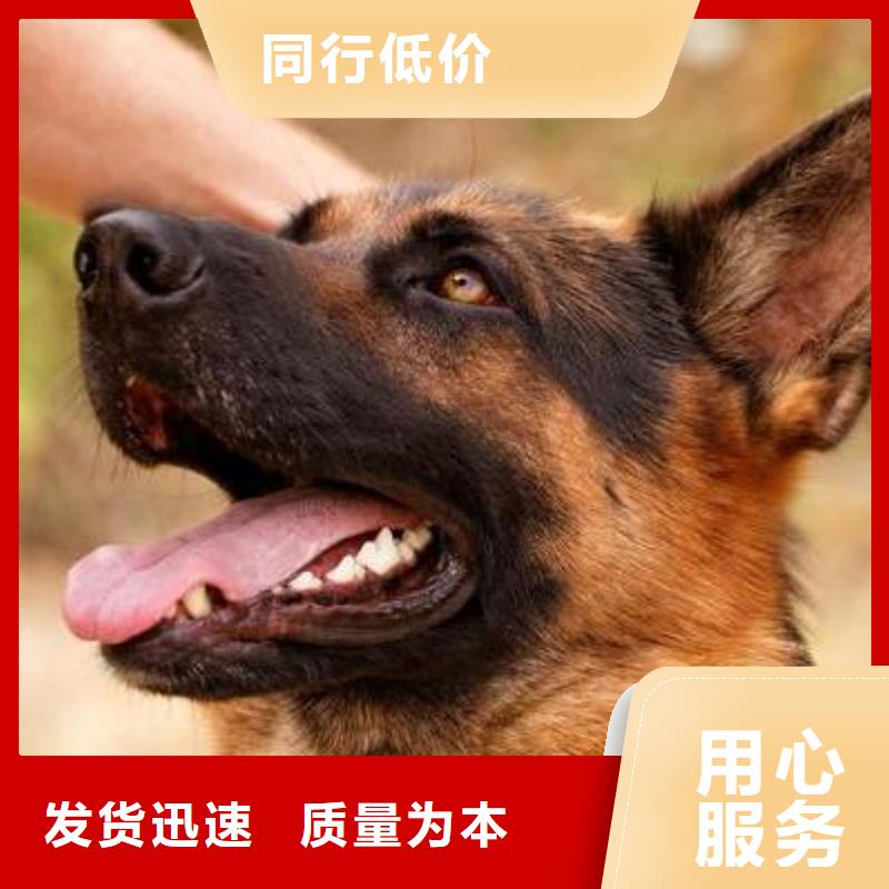 德国牧羊犬-杜高犬大量现货