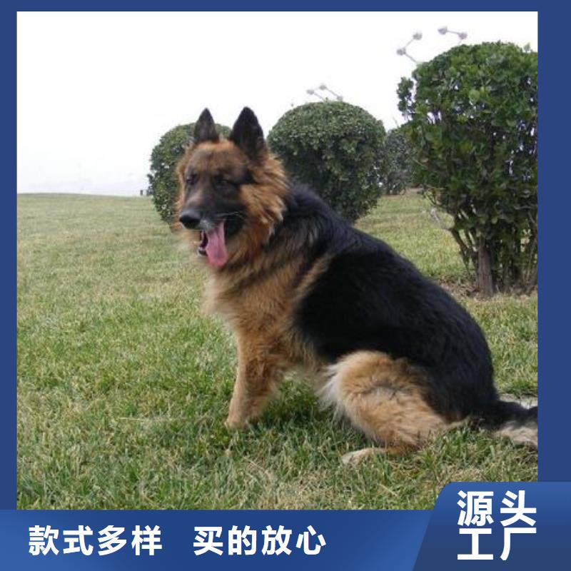 德国牧羊犬,德牧犬源头厂家供应