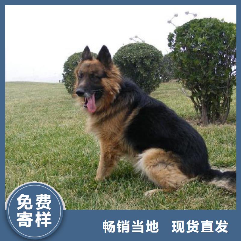 德国牧羊犬杜宾犬多行业适用