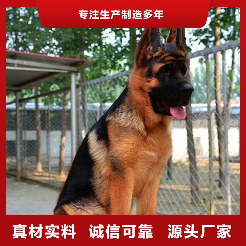 德国牧羊犬_杜宾犬专业生产品质保证