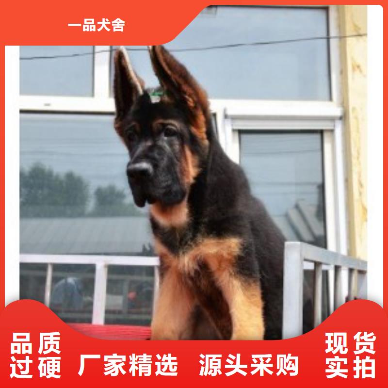 德国牧羊犬高加索犬实力厂家